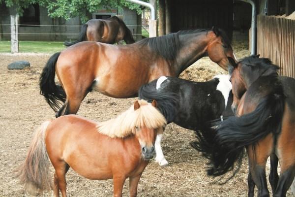 Ferienwohnung Kaim Prichsenstadt Cameră foto